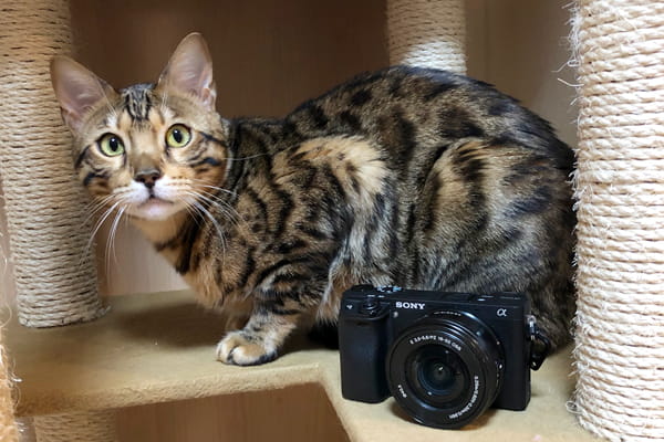 猫を撮影するのにおすすめのカメラ