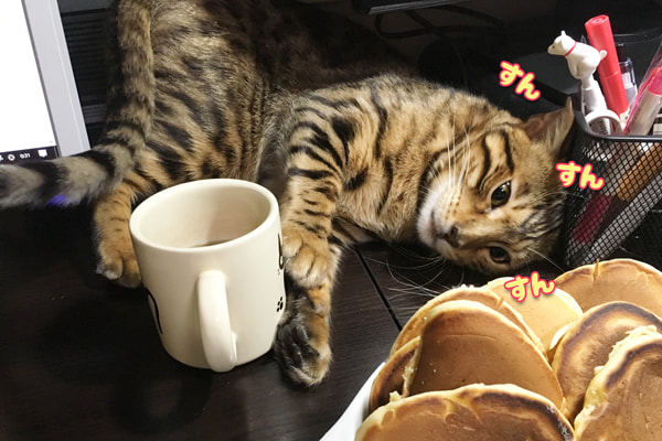 パンケーキが食べたいベンガル猫