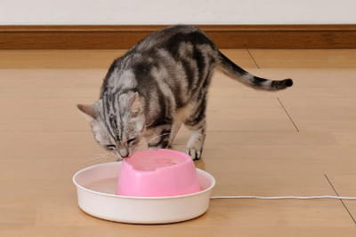 オススメの猫用自動給水機