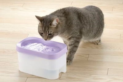 オススメの猫用自動給水機