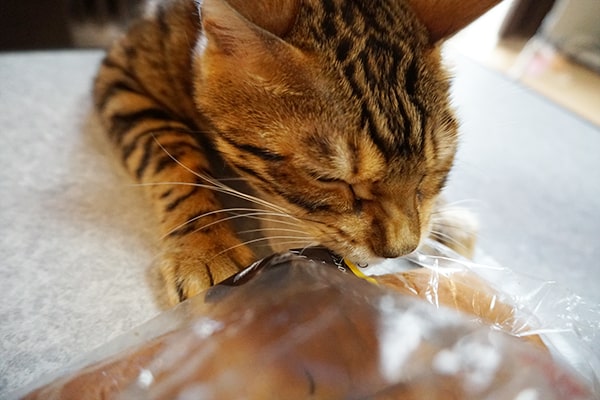 スティックパンが食べたいベンガル猫