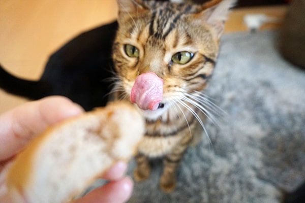 スティックパンが食べたいベンガル猫