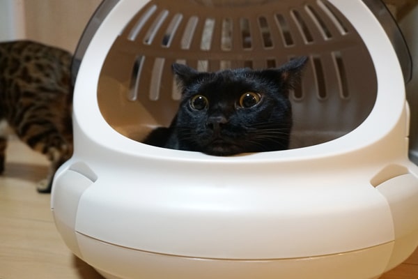 猫も満足な快適キャリー リッチェルの コロル おでかけネコベッド ベンガル猫のテトとピノ