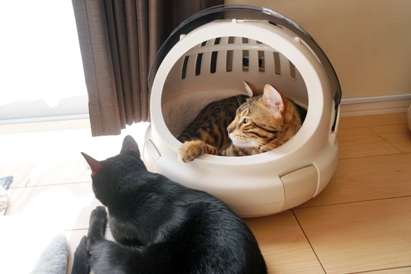 猫も満足な快適キャリー リッチェルの コロル おでかけネコベッド ベンガル猫のテトとピノ