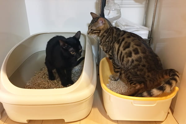システムトイレ用の固まらない猫砂 12種類のコスパや使用感を実際に使って比較しました ベンガル猫のテトとピノ