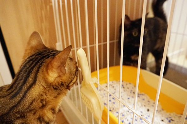 猫エイズと猫白血病の再検査結果は ベンガル猫のテトとピノ