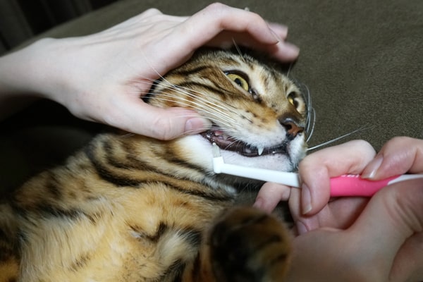 デンタルバイオで猫の歯石予防