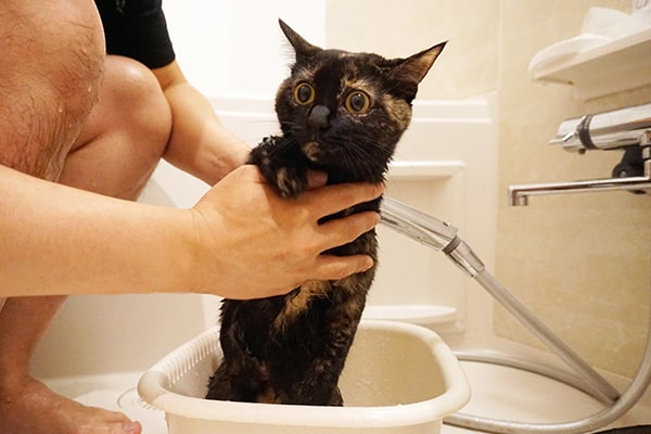 保護猫をお風呂に入れた