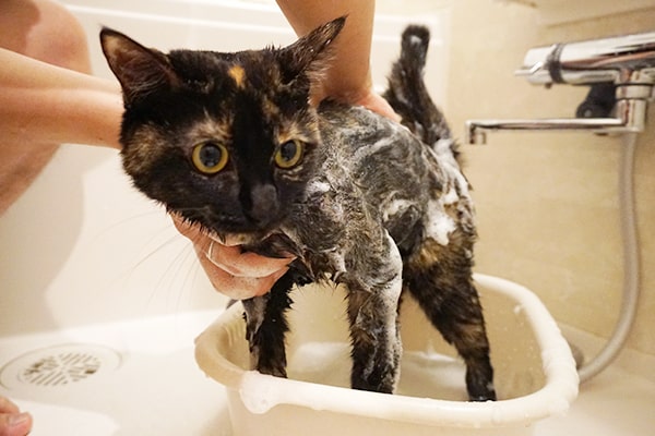 保護猫をお風呂に入れた
