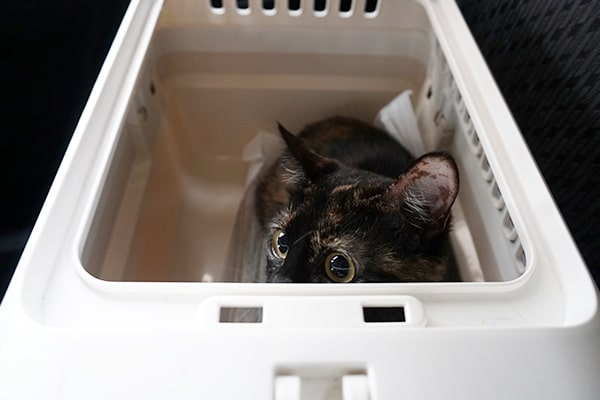 保護猫の血液検査の結果