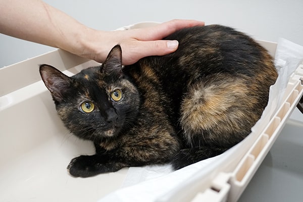 保護猫の血液検査の結果