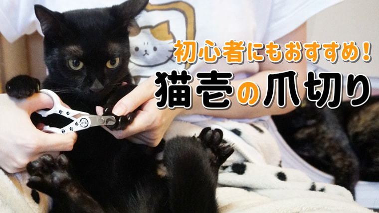 初心者にもおすすめ サクッと切りやすい猫壱の爪切り ベンガル猫のテトとピノ