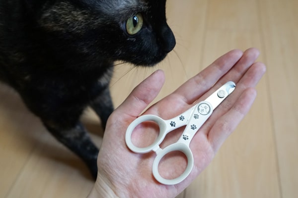 初心者にもおすすめ サクッと切りやすい猫壱の爪切り ベンガル猫のテトとピノ