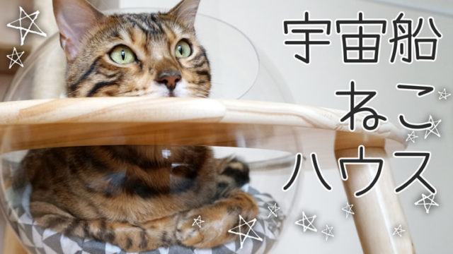 めちゃくちゃ可愛い 宇宙船ねこハウス の組み立て方や注意点 ベンガル猫のテトとピノ