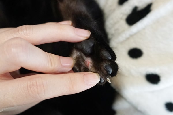 猫の指間炎 肉球の間に炎症が 治療方法と完治するまでの経過記録 ベンガル猫のテトとピノ