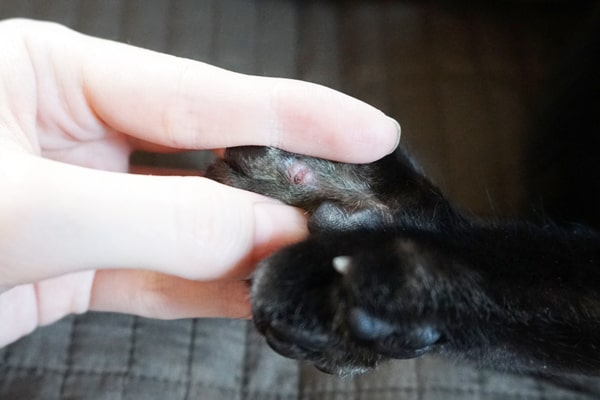 猫の指間炎 肉球の間に炎症が 治療方法と完治するまでの経過記録 ベンガル猫のテトとピノ