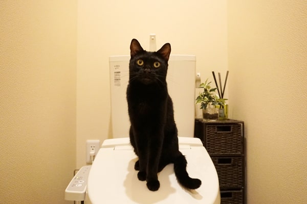 猫と飼い主にとって理想のトイレとは システムトイレのすゝめ ベンガル猫のテトとピノ