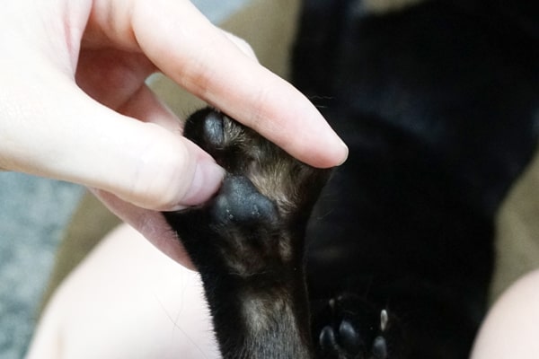 重症化した猫の指間炎の症状と治療過程