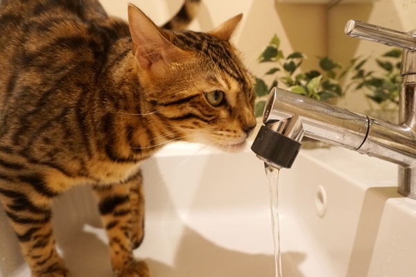 誰でもできる猫の水分不足対策