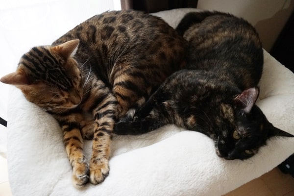 甘えん坊な保護猫と添い寝