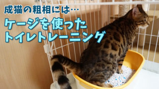 猫2匹と2年間暮らした賃貸の退去費用 敷金はいくら返ってきた ベンガル猫のテトとピノ