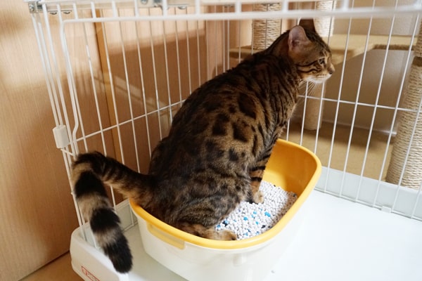 猫がトイレでおしっこしてくれない ケージを使ったしつけ方法を紹介 ベンガル猫のテトとピノ