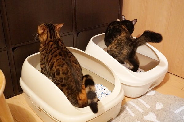 猫がトイレでおしっこしてくれない ケージを使ったしつけ方法を紹介 ベンガル猫のテトとピノ