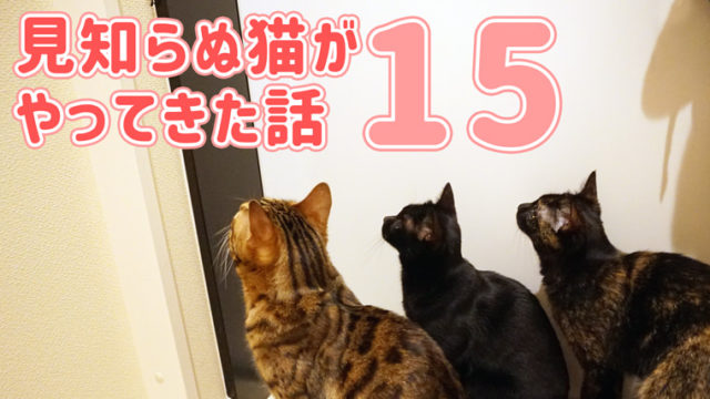 猫2匹と2年間暮らした賃貸の退去費用 敷金はいくら返ってきた ベンガル猫のテトとピノ