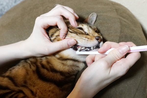 猫の歯磨きの慣らし方と嫌がる猫への対策