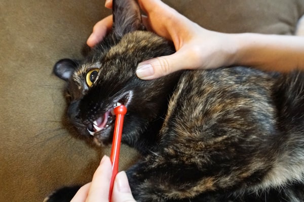 猫の歯磨きの慣らし方と嫌がる猫への対策