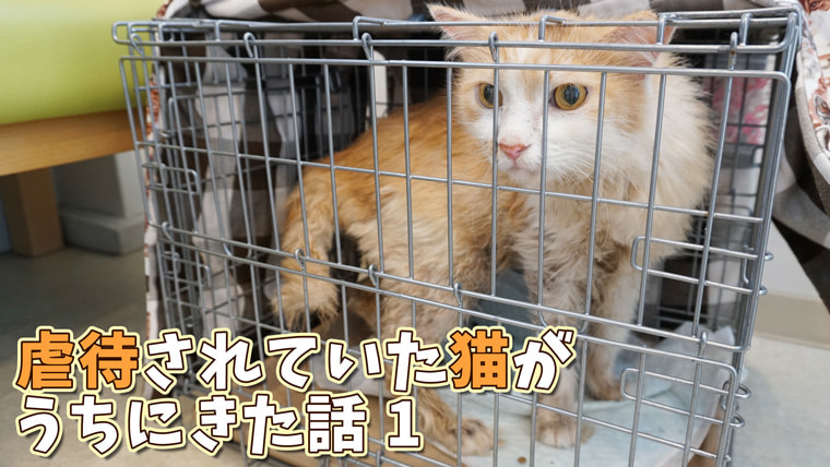 ケージに閉じ込められて汚物まみれになっていた猫との出会い ベンガル猫のテトとピノ