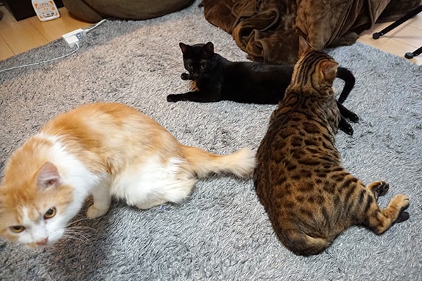 年下の先住猫と 年上の新入り猫 ベンガル猫のテトとピノ