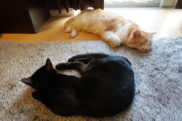 年下の先住猫と 年上の新入り猫 ベンガル猫のテトとピノ