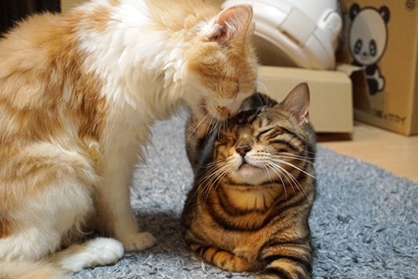 年下の先住猫と 年上の新入り猫 ベンガル猫のテトとピノ