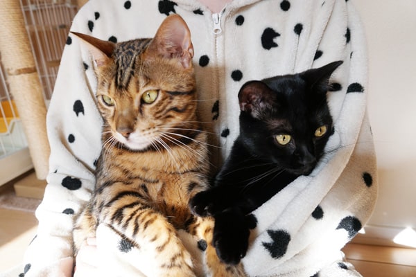 猫2匹と2年間暮らした賃貸の退去費用 敷金はいくら返ってきた ベンガル猫のテトとピノ