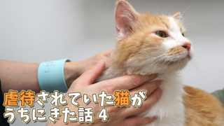 猫2匹と2年間暮らした賃貸の退去費用 敷金はいくら返ってきた ベンガル猫のテトとピノ