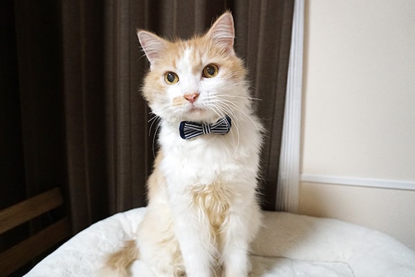 飼育放棄されていた猫の新しい生活