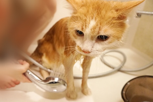 虐待されていた猫をお風呂でふわふわにする
