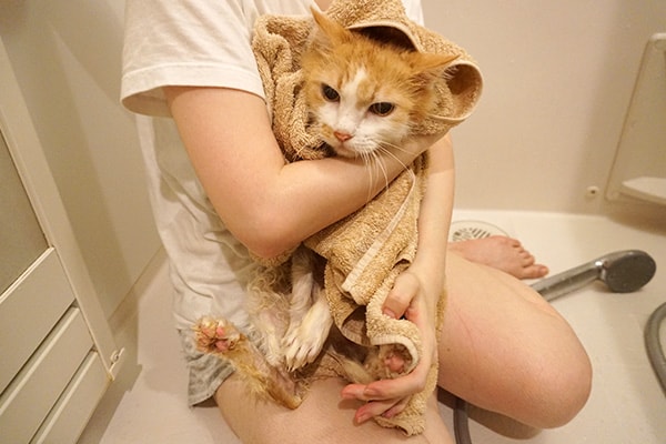 虐待されていた猫をお風呂でふわふわにする