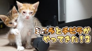 ウィルス性のしつこい猫風邪を撃退せよ！お薬4種で飼い主も大変 