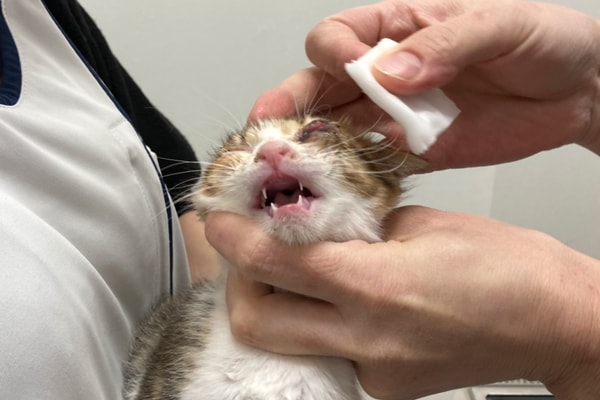 猫風邪による酷い結膜炎の仔猫