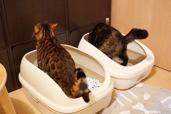 システムトイレの猫砂の量はどのくらい？