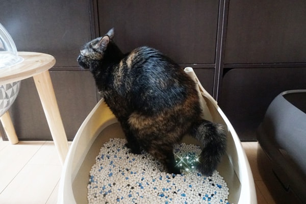 システムトイレの猫砂の量はどのくらい？
