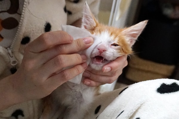子猫の猫風邪の治療経過