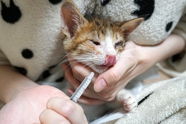 仔猫への投薬と療養