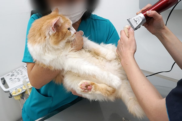 猫の糖尿病の通院記録