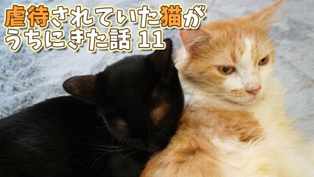 ベンガル猫を選んだ理由 飼ってみて感じた性格や魅力 大変なコトなどを紹介 ベンガル猫のテトとピノ