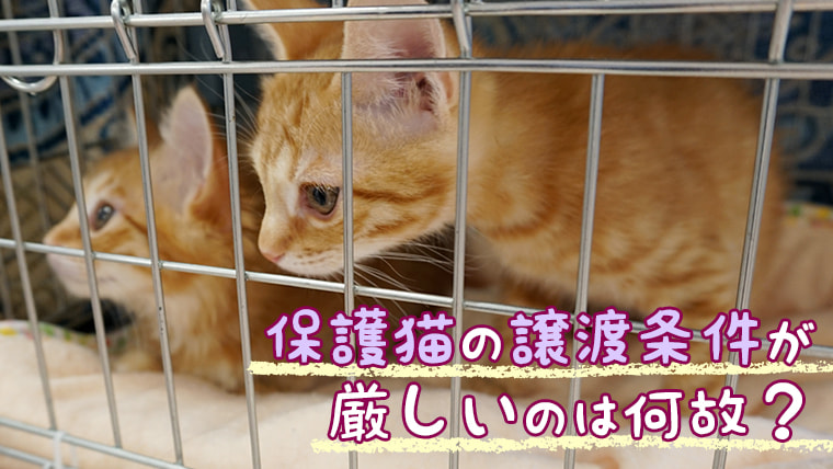 保護猫の譲渡条件が厳しいのはなぜ ベンガル猫のテトとピノ