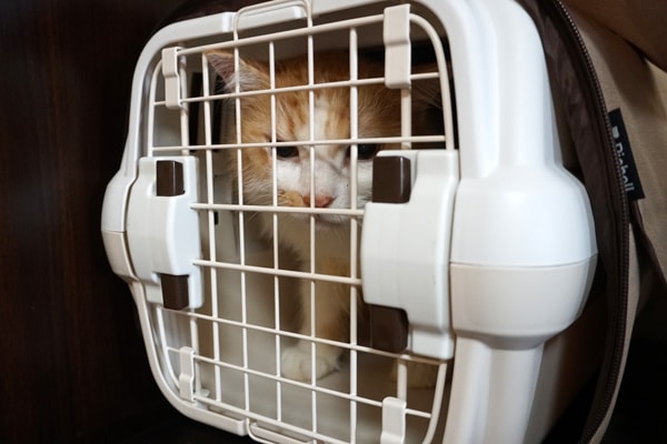 猫とのお引越しレポ 引越し中の注意点と新居で猫達が慣れるまでの記録 ベンガル猫のテトとピノ