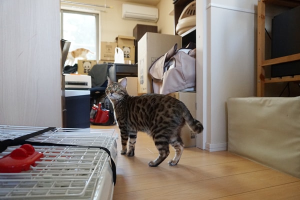猫と引っ越しするときの移動やトイレ